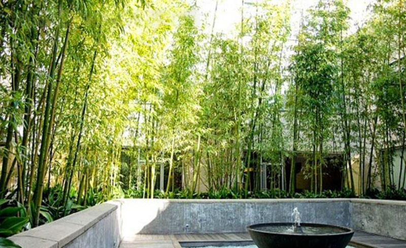 nhà hướng tây bắc nên trồng cây gì-1