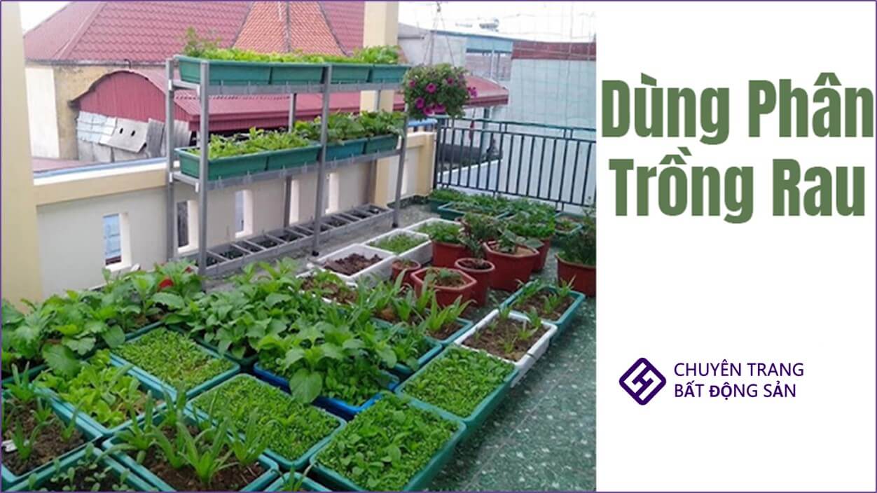 thiết kế chuồng gà trên sân thượng